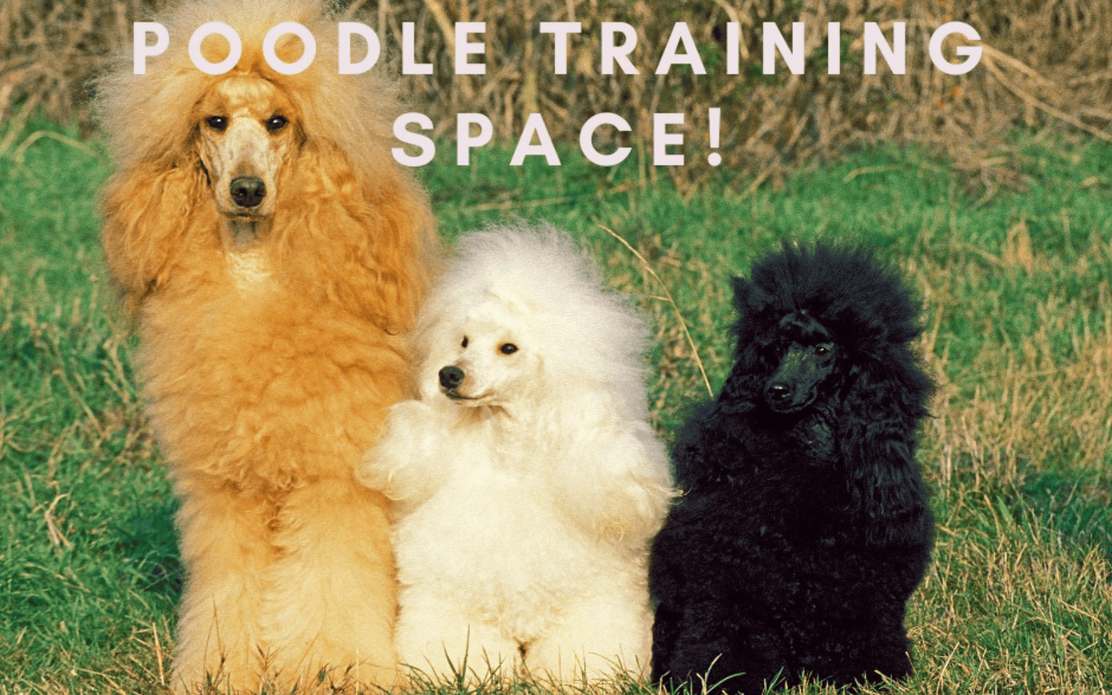 How Shelina Built a Pet Business Around Her Life Not the Other Way Round